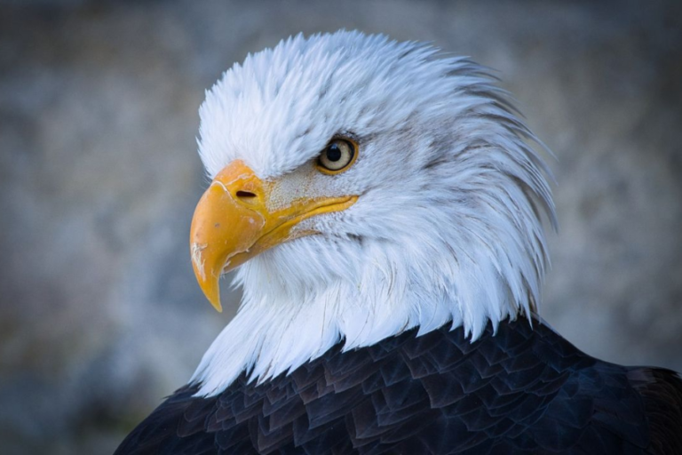 Understanding the Meaning and Symbolism of the Hancock Bird